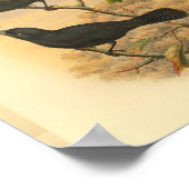 Ugi Island Black Flycatcher Bird  Print (Hoek)