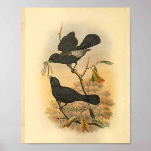 Ugi Island Black Flycatcher Bird  Print (Voorkant)