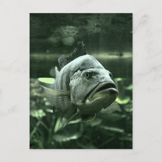 Ugly Aquarium Fish Briefkaart (Voorkant)