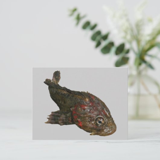Ugly Rock Fish (Ierse Heer) Briefkaart (Staand voorkant)