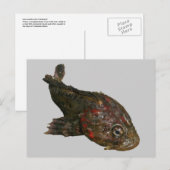 Ugly Rock Fish (Ierse Heer) Briefkaart (Voorkant / Achterkant)