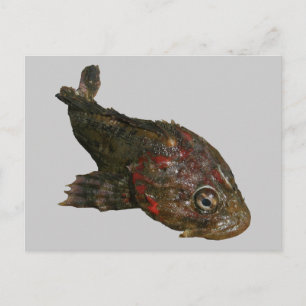 Ugly Rock Fish (Ierse Heer) Briefkaart