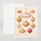 Ui Botanische Illustratie uit Zaad Catalogus Briefkaart (Voorkant / Achterkant)