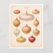 Ui Botanische Illustratie uit Zaad Catalogus Briefkaart (Voorkant)