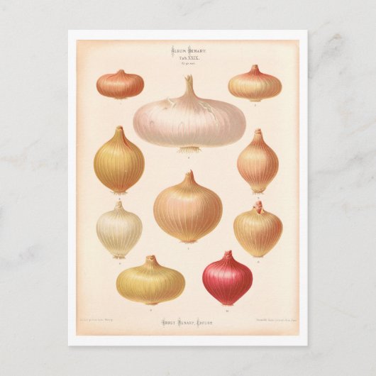 Ui Botanische Illustratie uit Zaad Catalogus Briefkaart (Voorkant)