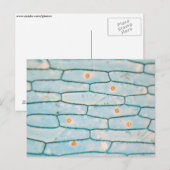 Ui onder de microscoop briefkaart (Voorkant / Achterkant)