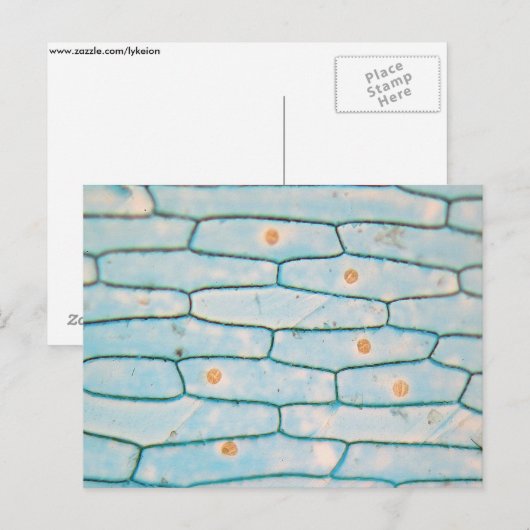 Ui onder de microscoop briefkaart (Voorkant / Achterkant)