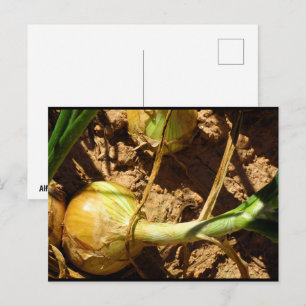 Uien bij de oogst briefkaart