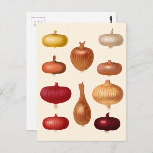 Uien Briefkaart (Voorkant / Achterkant)