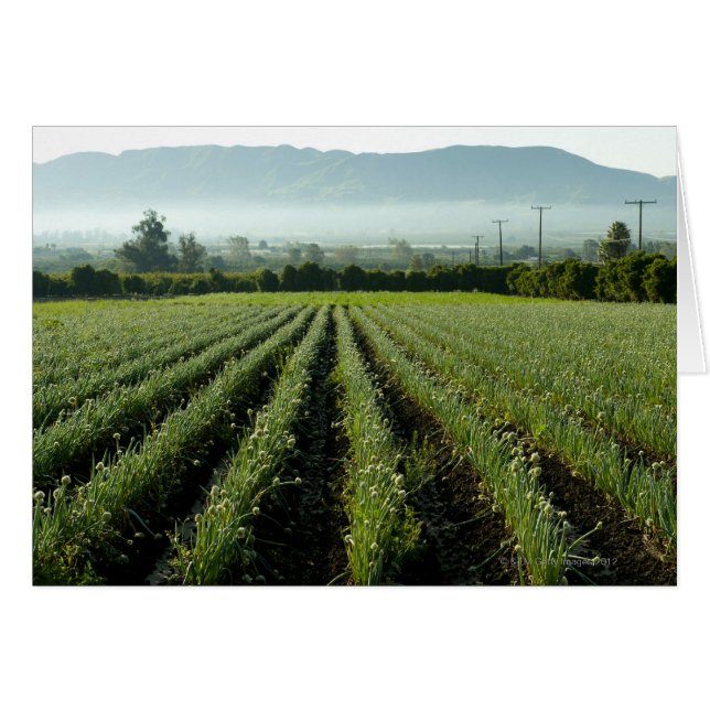 Uien in het veld (Voorkant Horizontaal)