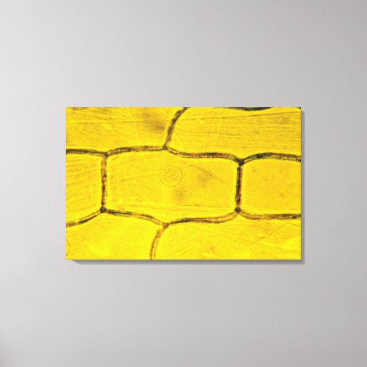 Uien Plant cellen Canvas Afdruk (Voorkant)