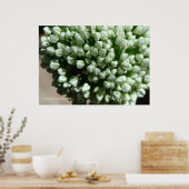 Uienbloemknoppen Poster (Keuken)