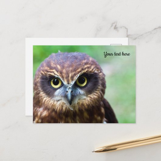 Uil Ansichtkaart Briefkaart (Voorkant / Achterkant in situ)