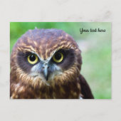 Uil Ansichtkaart Briefkaart (Voorkant)