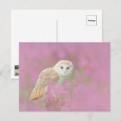 Uil Ansichtkaart Briefkaart (Voorkant / Achterkant)