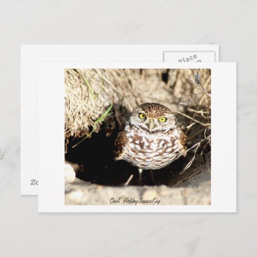 Uil. Briefkaart (Voorkant / Achterkant)
