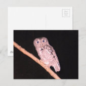 Uil briefkaart (Voorkant / Achterkant)