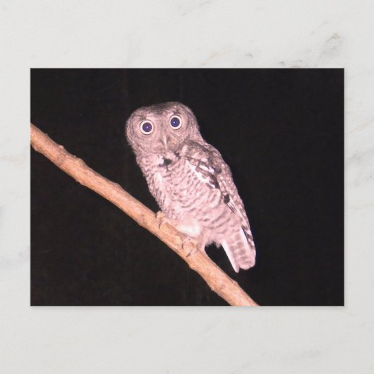 Uil briefkaart (Voorkant)