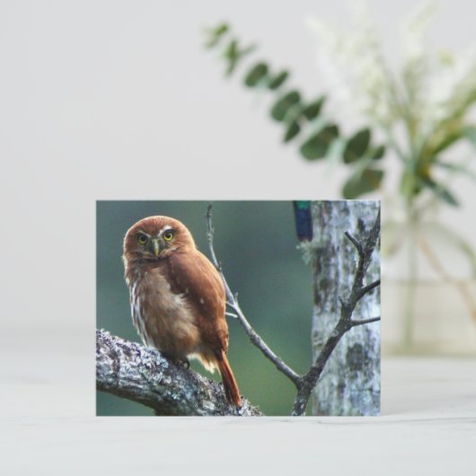 uil briefkaart (Staand voorkant)