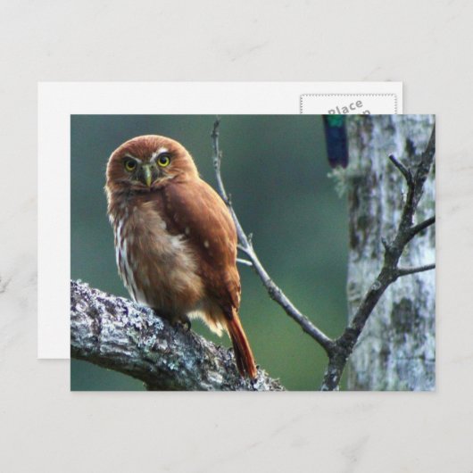 uil briefkaart (Voorkant / Achterkant)