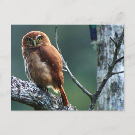 uil briefkaart (Voorkant)