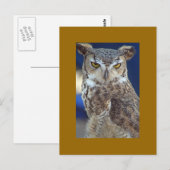 uil briefkaart (Voorkant / Achterkant)