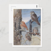 Uil  Briefkaart (Voorkant / Achterkant)