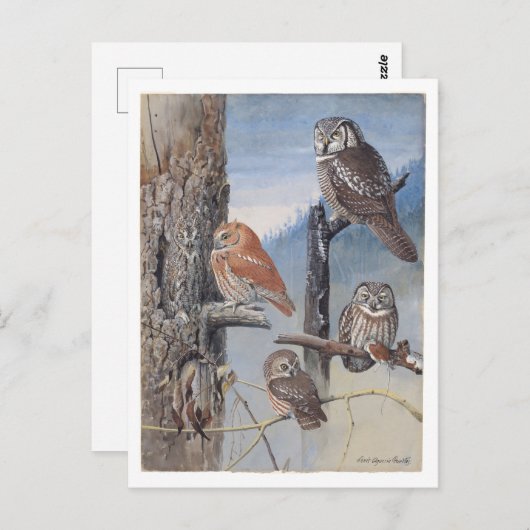 Uil  Briefkaart (Voorkant / Achterkant)