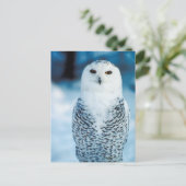 Uil Briefkaart (Staand voorkant)