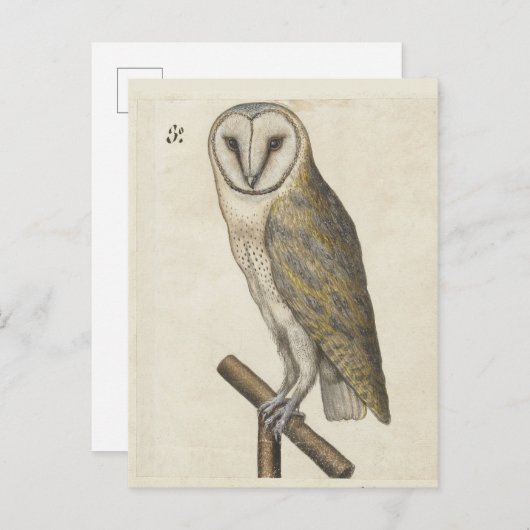  Uil Briefkaart (Voorkant / Achterkant)