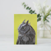 Uil briefkaart (Staand voorkant)