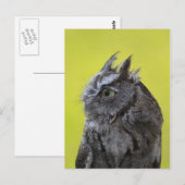 Uil briefkaart (Voorkant / Achterkant)