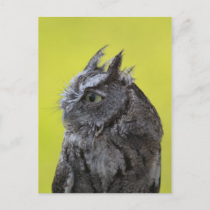 Uil briefkaart
