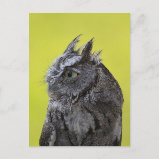 Uil briefkaart (Voorkant)