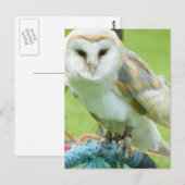 Uil Briefkaart (Voorkant / Achterkant)