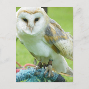 Uil Briefkaart
