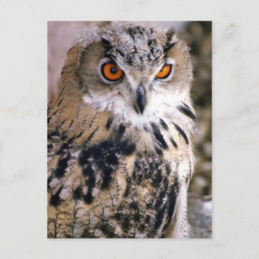 uil briefkaart (Voorkant)