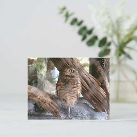 uil briefkaart (Staand voorkant)