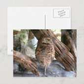 uil briefkaart (Voorkant / Achterkant)