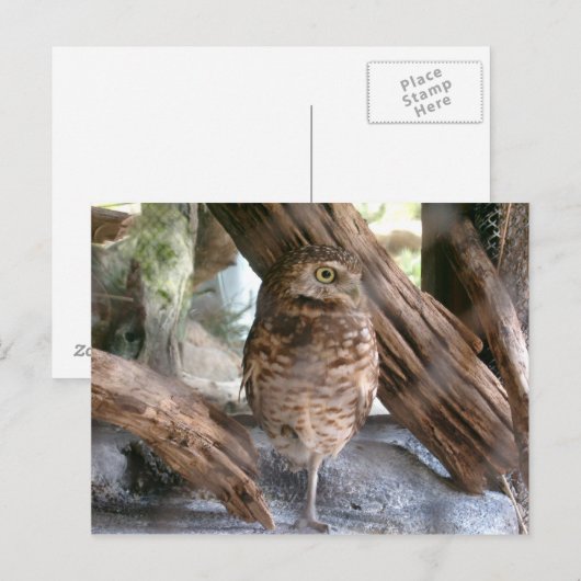 uil briefkaart (Voorkant / Achterkant)