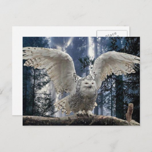 uil briefkaart (Voorkant / Achterkant)