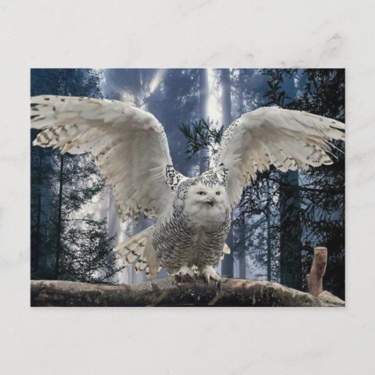 uil briefkaart (Voorkant)