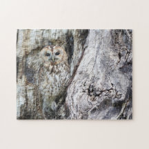 Uil Camouflage Wilde Dieren Roofvogel Roofdier Vog