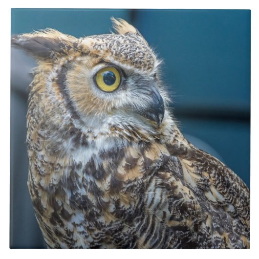 Uil close-up uitzicht keramische tegel tegeltje (Voorkant)