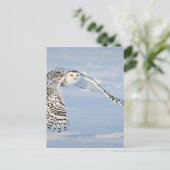 Uil Dierlijke Vogel Winter Sneeuw Bevroren IJskoud Briefkaart (Staand voorkant)