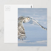 Uil Dierlijke Vogel Winter Sneeuw Bevroren IJskoud Briefkaart (Voorkant / Achterkant)