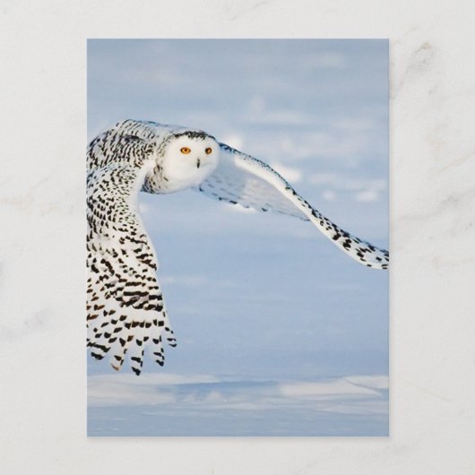 Uil Dierlijke Vogel Winter Sneeuw Bevroren IJskoud Briefkaart (Voorkant)