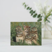 uil en kitten briefkaart (Staand voorkant)