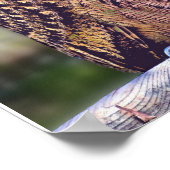 Uil Foto Poster (Hoek)