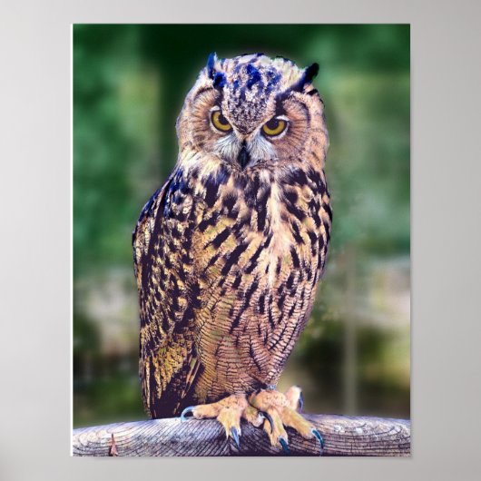 Uil Foto Poster (Voorkant)